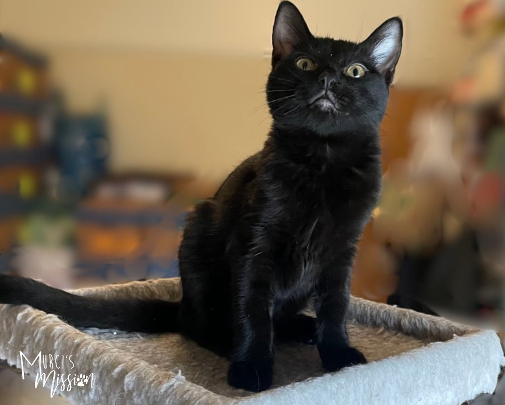 Amy Pawler, an adoptable Domestic Short Hair in Spokane , WA, 99209 | Photo Image 5