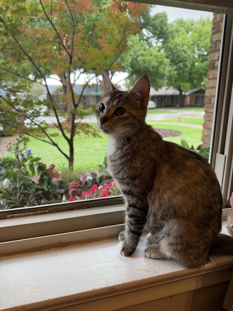 Bonnie May 2243
