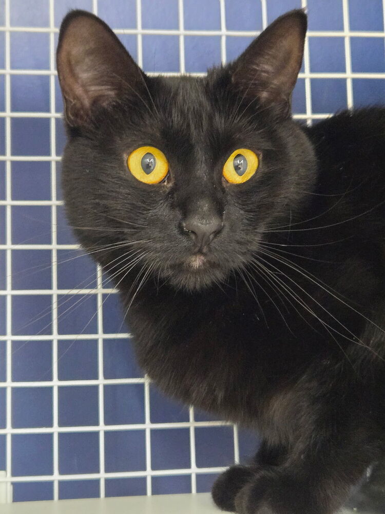 Black Pearl