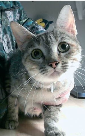 Daisy, Adult Female unknown