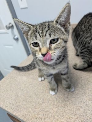 Starfire, Baby Female unknown