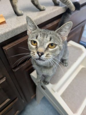 Bindi, Adult Female unknown