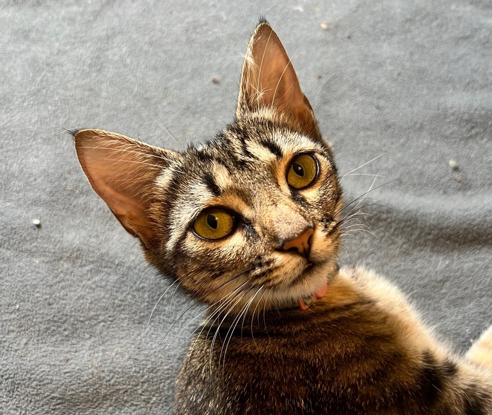 Tawny