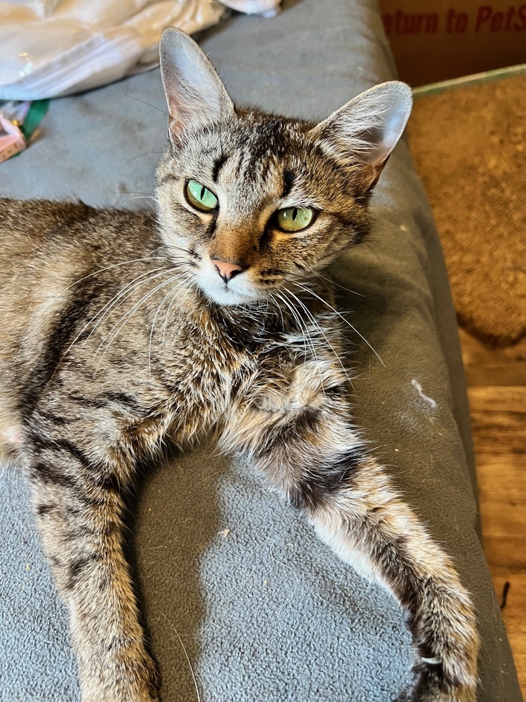 Tia