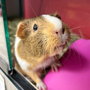 Rosie -- Bonded Buddy With Lilly, Adult Female unknown