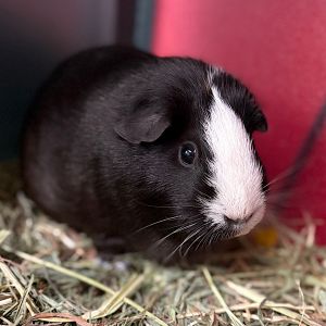 Lily -- Bonded Buddy With Rosie, Adult Female unknown