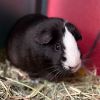 Lily -- Bonded Buddy With Rosie photo 1