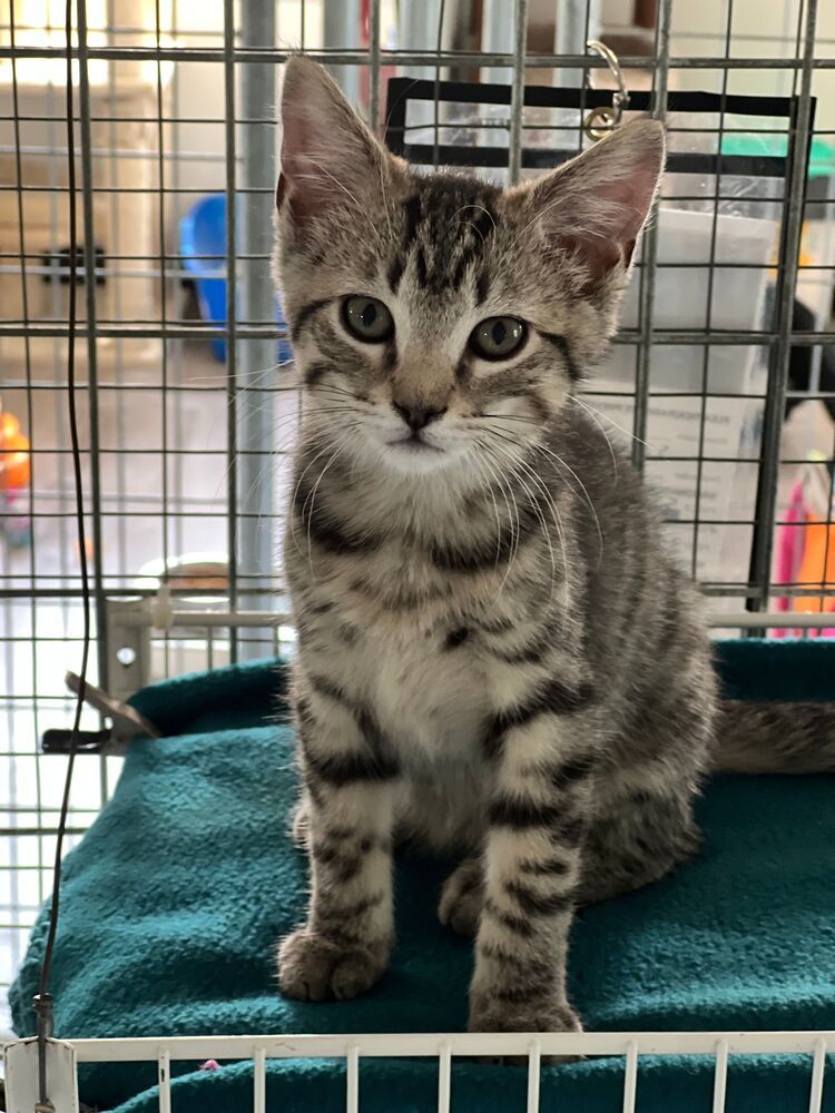 Anchovy, an adoptable Domestic Short Hair in McPherson, KS, 67460 | Photo Image 1