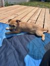 Butterball photo 5