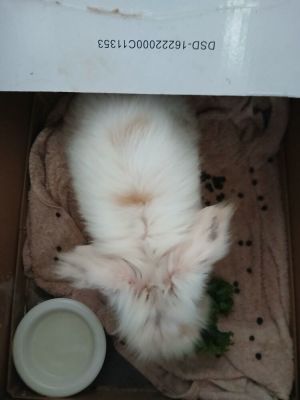 Yeti, Adult Male unknown