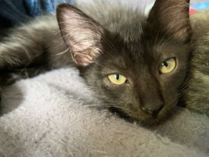 Zimba Bombay Cat