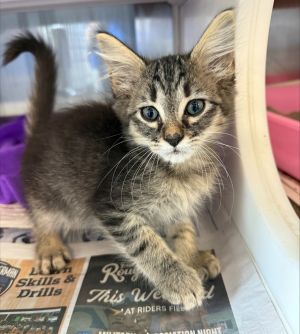 Baileys Tabby Cat