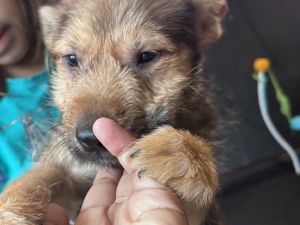 Bandit Scottish Terrier Dog