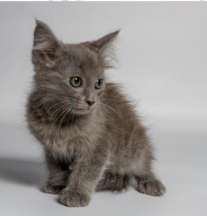 Jalapeo Domestic Medium Hair Cat