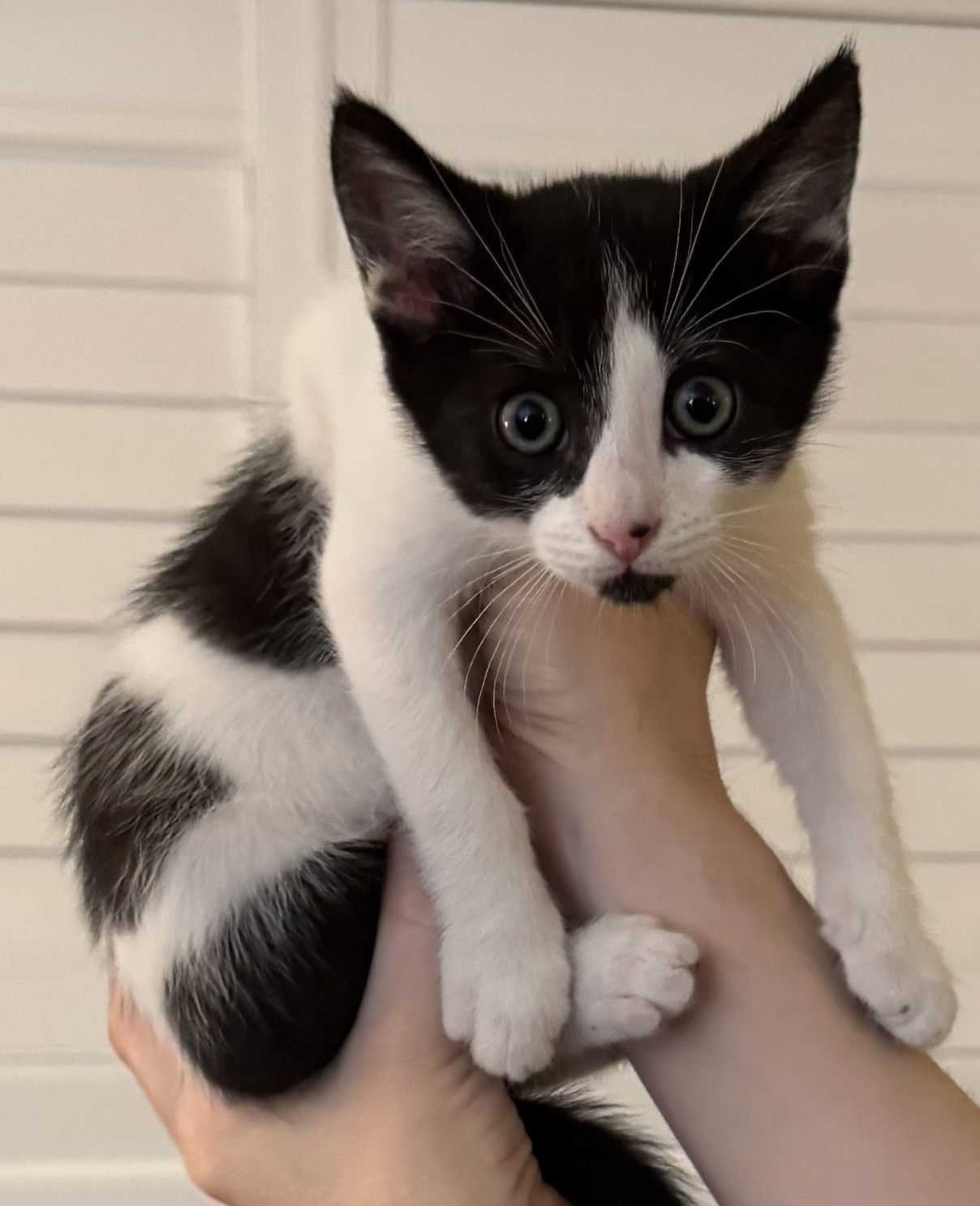 Domino