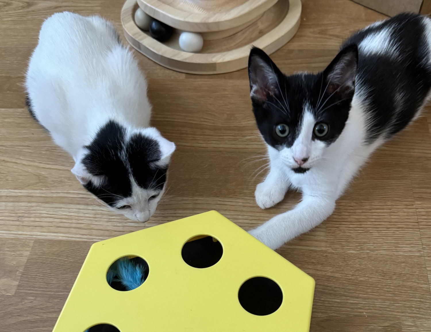 Domino