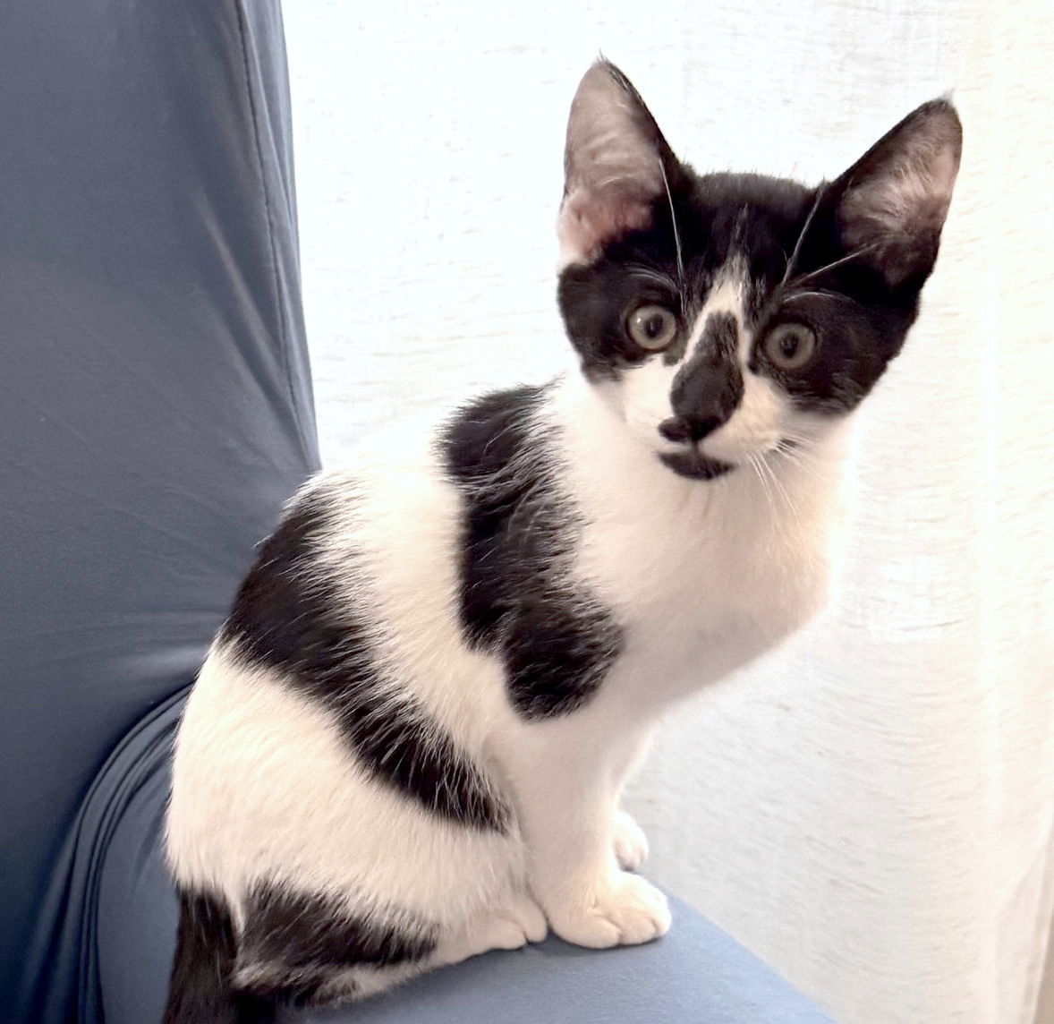 Daphne