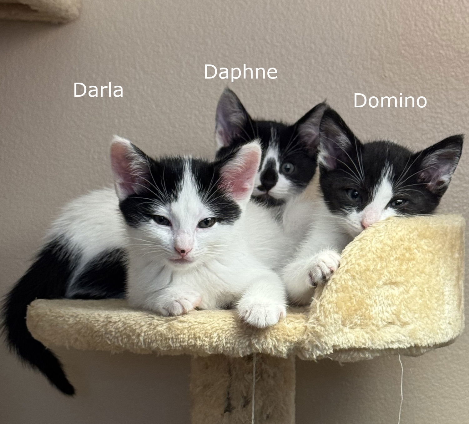 Daphne