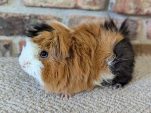 Feisty ( fostered in Omaha), Adult Female unknown