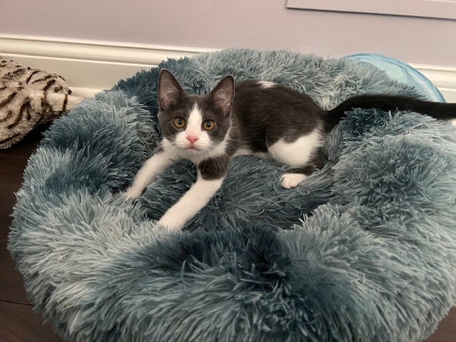 Biscotti