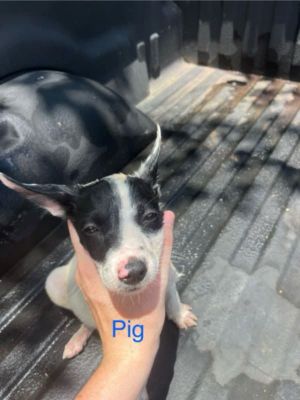 Pig Kirkland