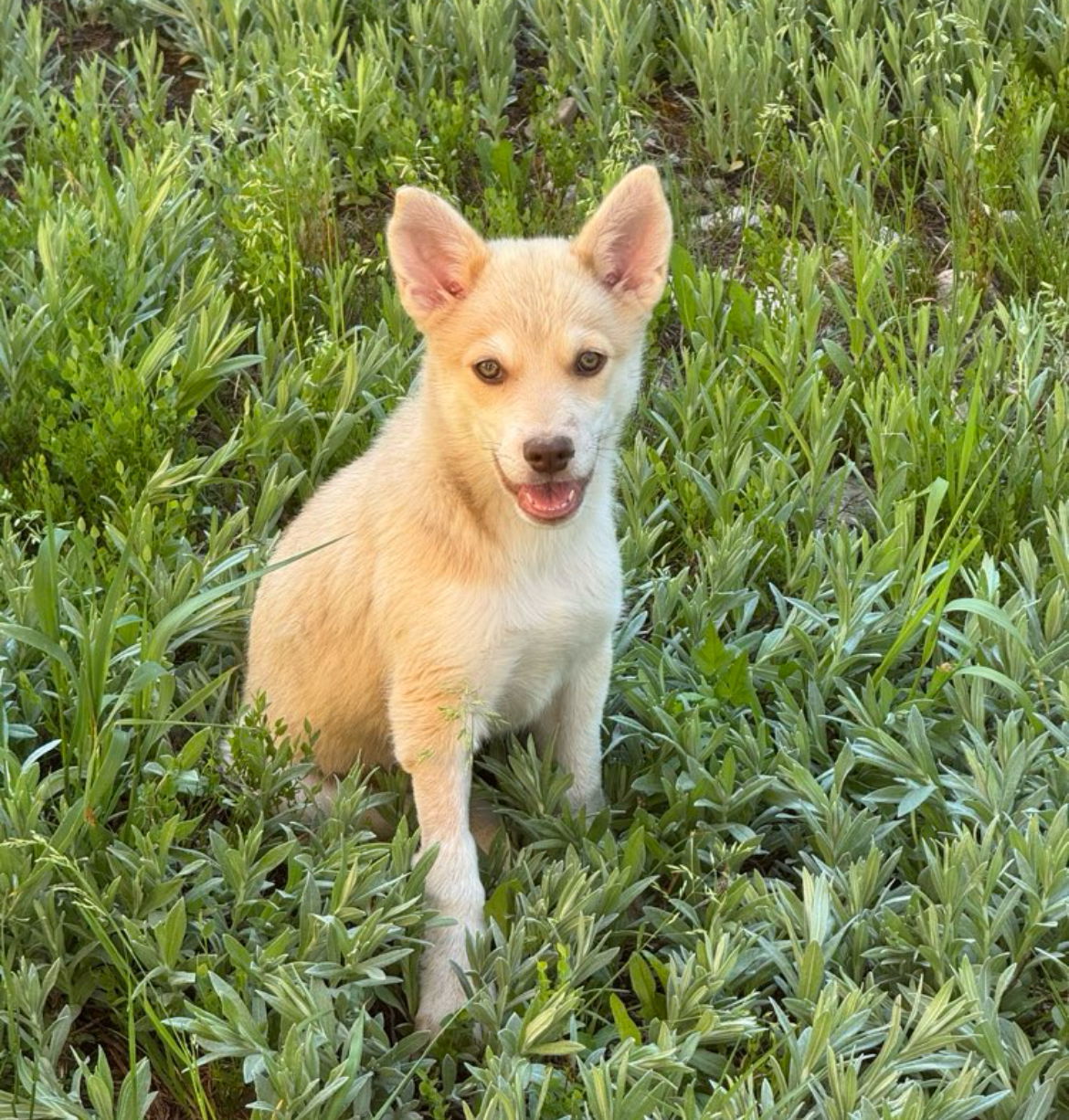 Daisy Lou, an adoptable Mixed Breed in Laramie, WY, 82073 | Photo Image 1