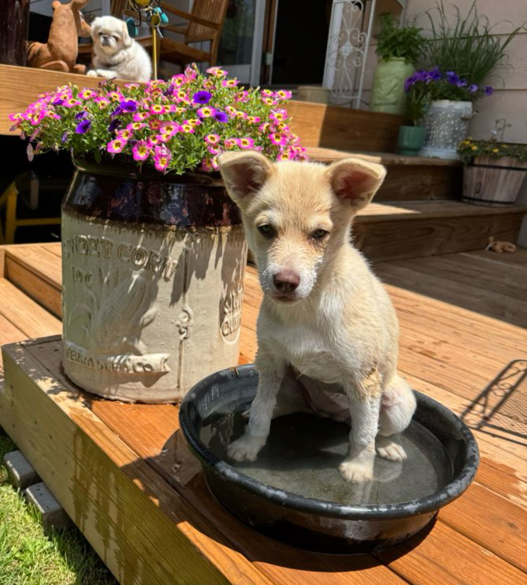 Daisy Lou, an adoptable Mixed Breed in Laramie, WY, 82073 | Photo Image 2