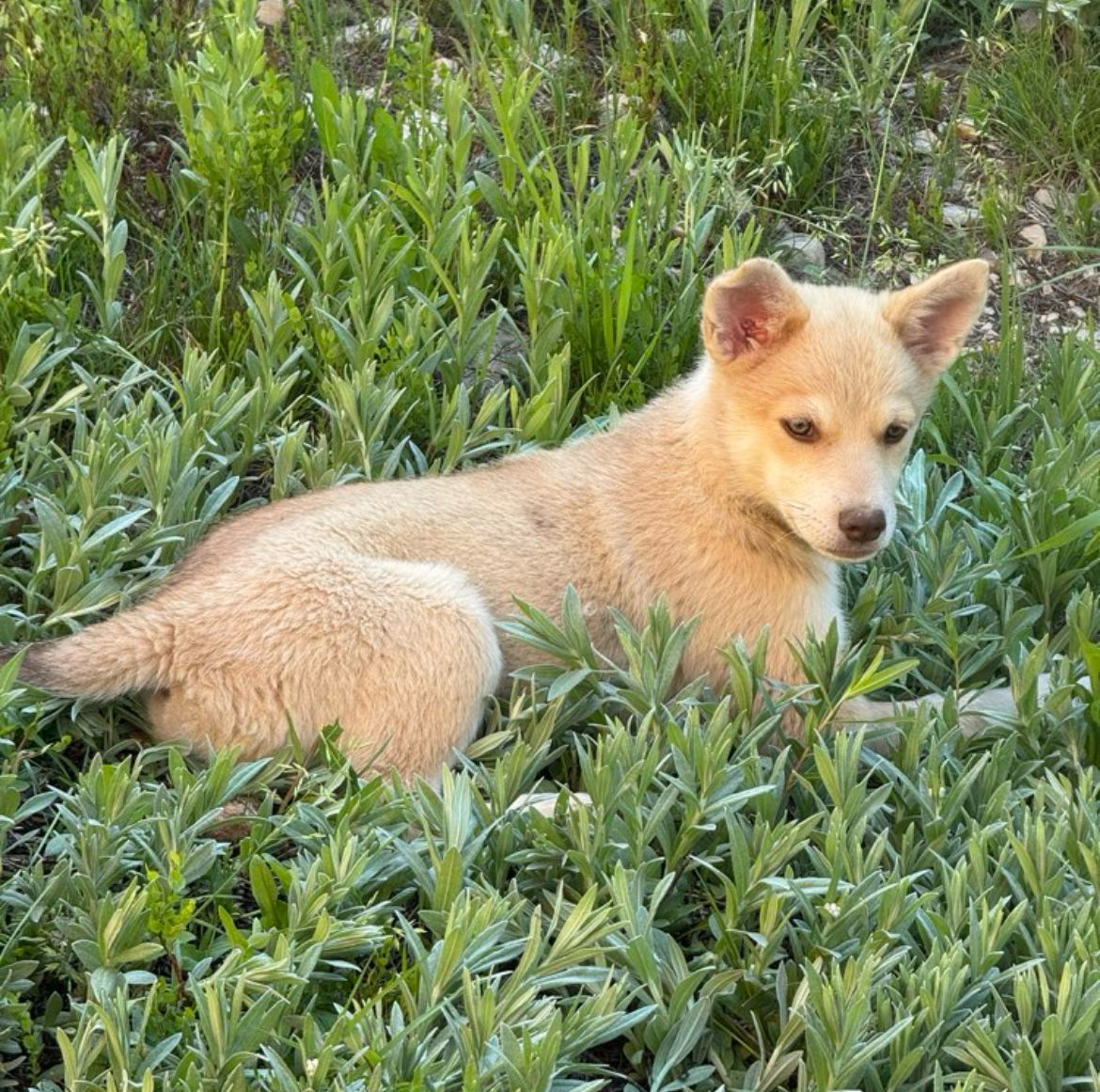 Daisy Lou, an adoptable Mixed Breed in Laramie, WY, 82073 | Photo Image 3