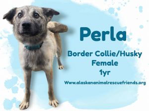 Perla, Young Female unknown