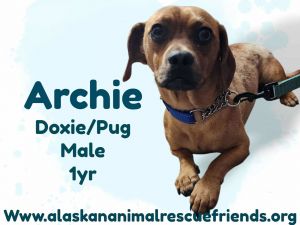 Archie, Young Male unknown