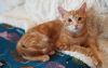 Tigger photo 1