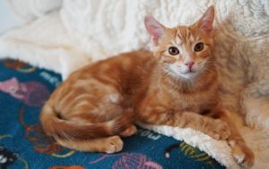 Tigger, Baby Male unknown