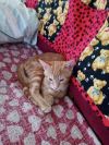 Tigger photo 5