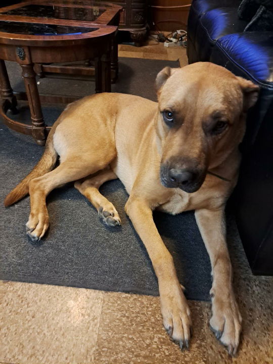 Django (in foster)