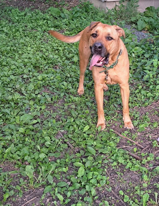 Django (in foster)