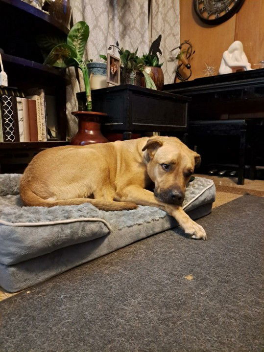 Django (in foster)