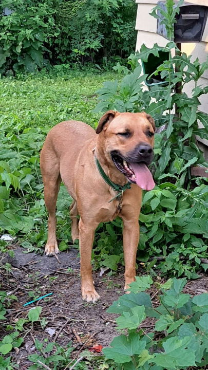 Django (in foster)
