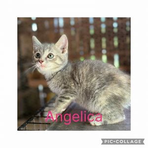 Angelica, Baby Female unknown