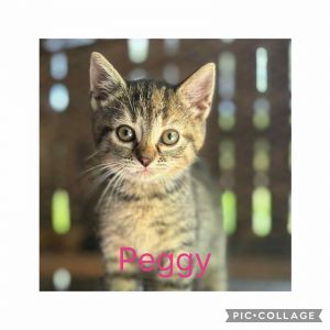 Peggy, Baby Female unknown