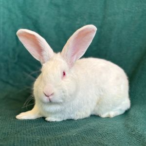 MY ADOPTION FEES ARE WAIVED Hi my name is Wellington Im a neutered male shorthaired white rabbi