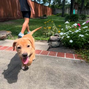 Say hello to Anais-the only girl in a litter full of rowdy brothers and trust us she holds her own