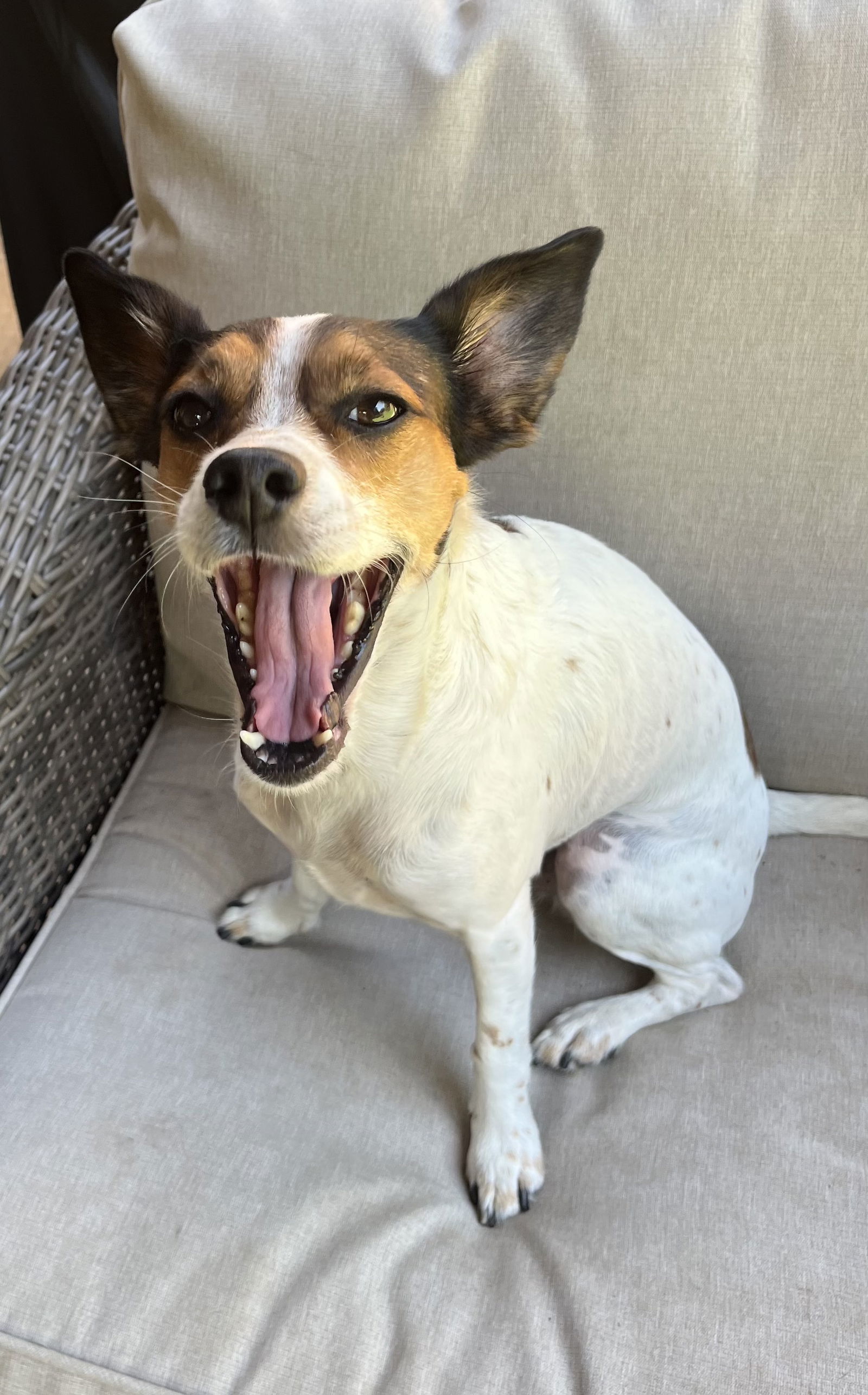 Nash