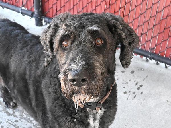 Franklin, an adoptable Labradoodle in Portland, OR, 97211 | Photo Image 1