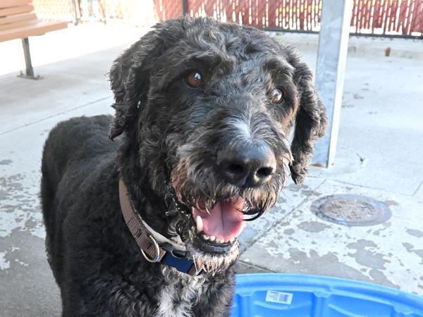 Franklin, an adoptable Labradoodle in Portland, OR, 97211 | Photo Image 2