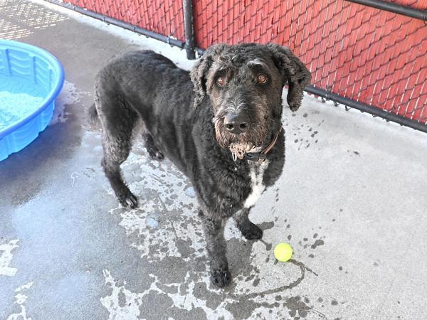 Franklin, an adoptable Labradoodle in Portland, OR, 97211 | Photo Image 3