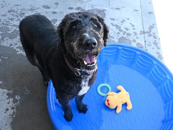 Franklin, an adoptable Labradoodle in Portland, OR, 97211 | Photo Image 4
