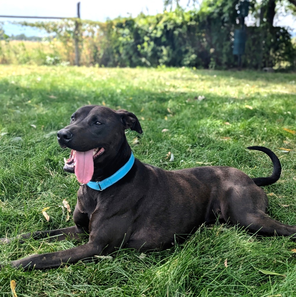 Indi
