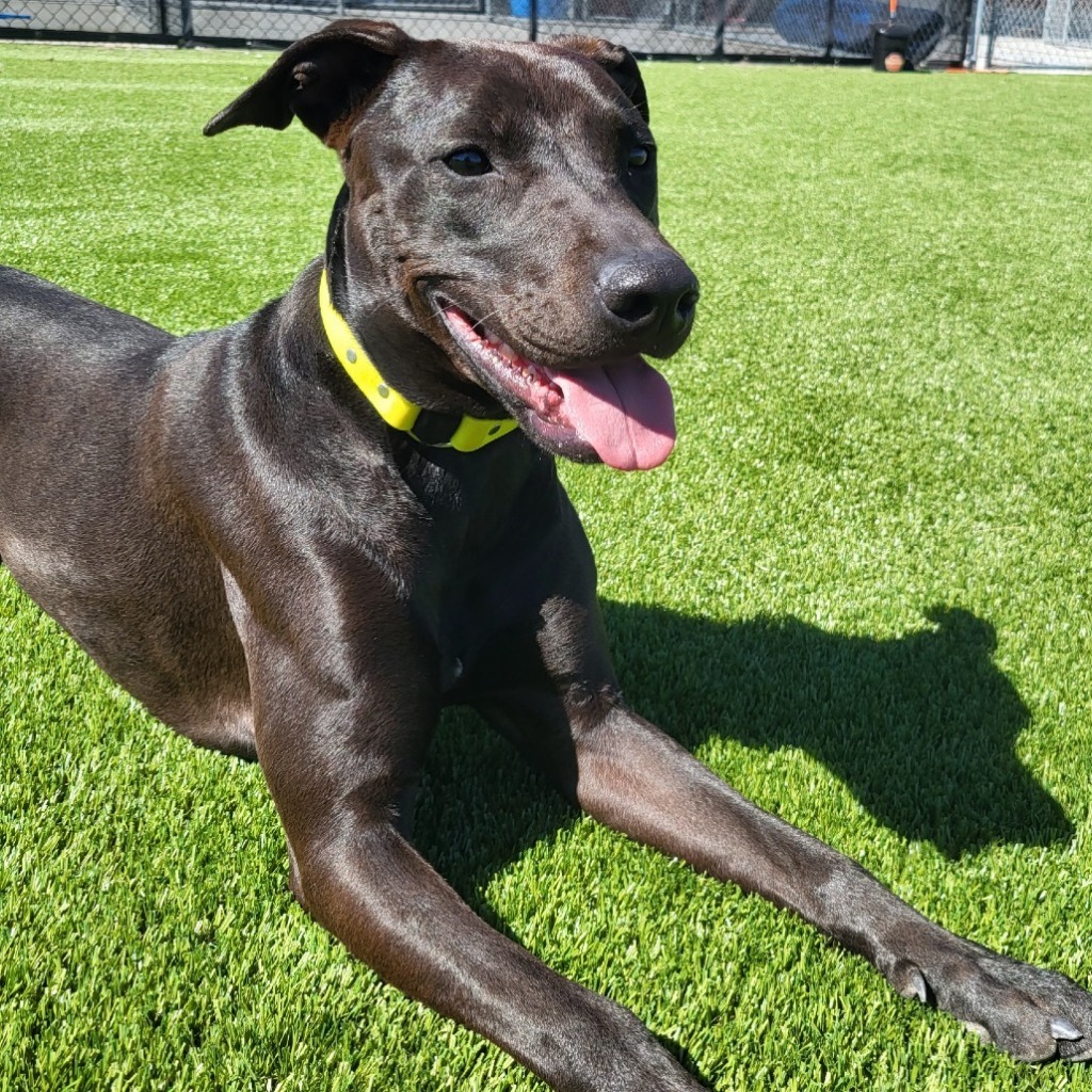 Indi, an adoptable American Staffordshire Terrier in Logan, UT, 84323 | Photo Image 2