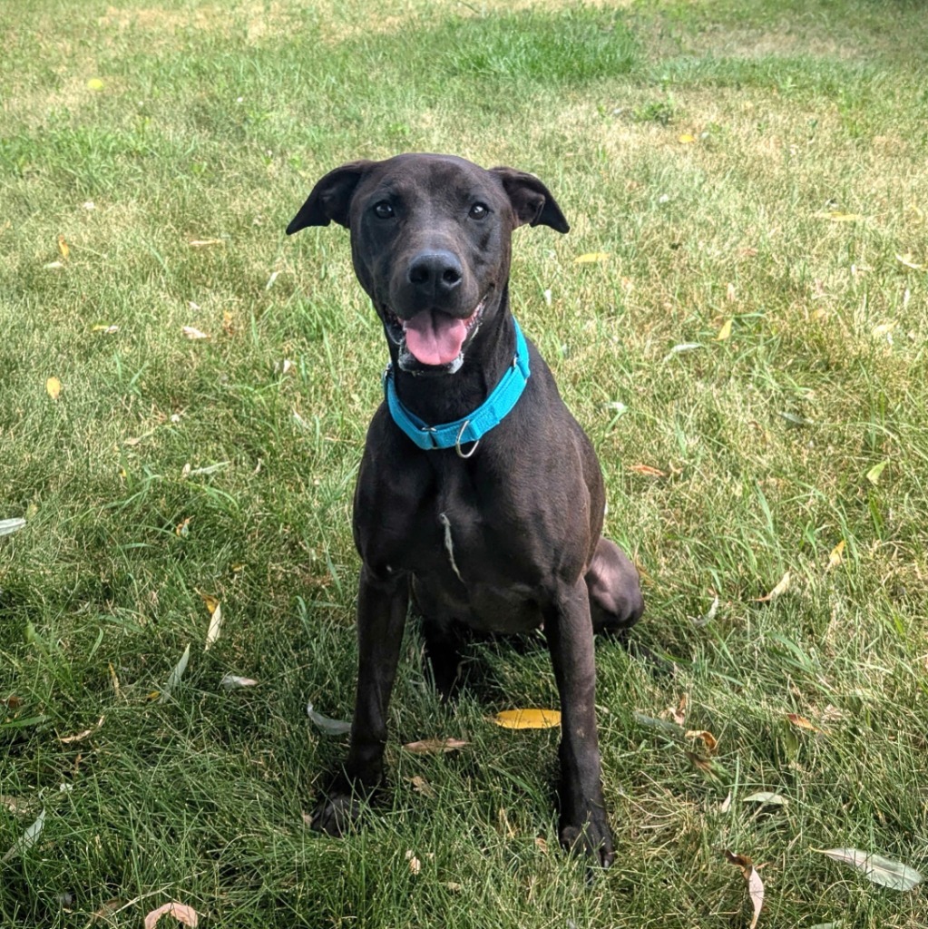 Indi, an adoptable American Staffordshire Terrier in Logan, UT, 84323 | Photo Image 3