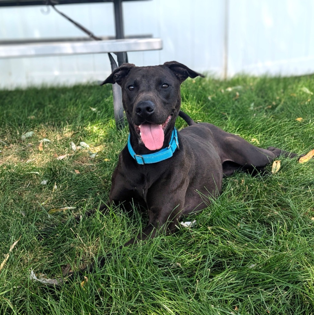 Indi, an adoptable American Staffordshire Terrier in Logan, UT, 84323 | Photo Image 4
